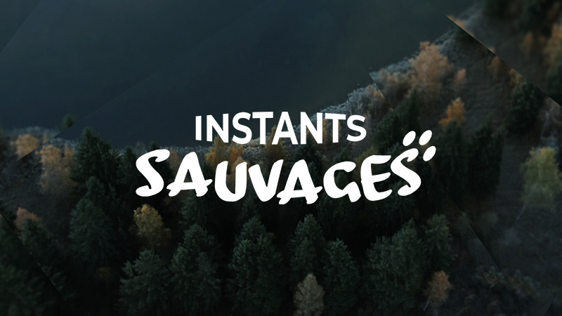 Instants sauvages